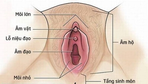 Môi bé